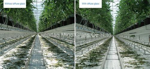 Low Iron Patterned Greenhouse Glass with 50% Haze/ 70% Haze